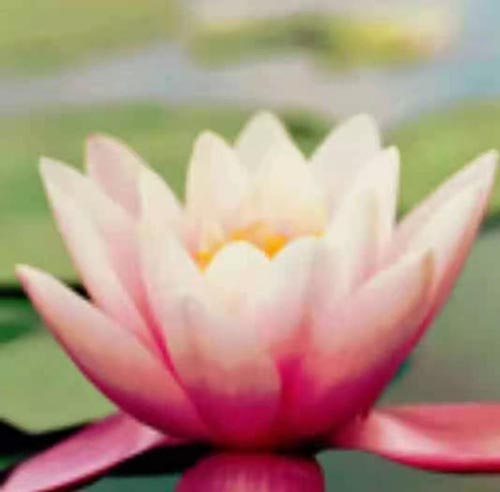 干咳、失眠、便秘