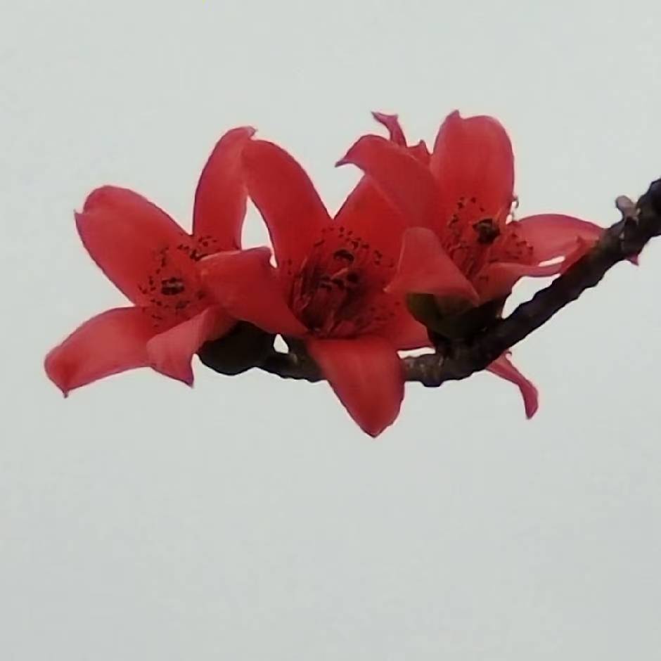 红余分享：一家三人从被动传染甲流到主动调理全过程